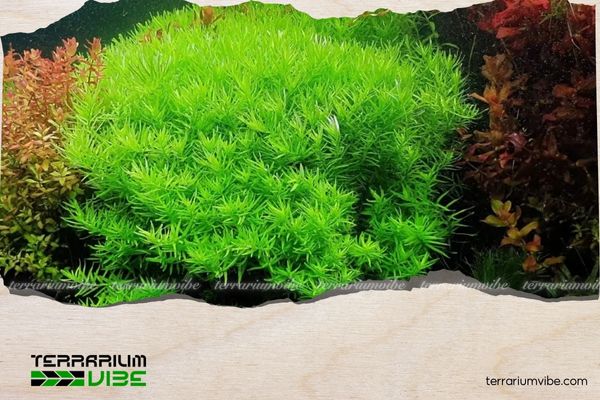 Vảy ốc xanh cao 3 Môi trường sống trong tự nhiên của vảy ốc xanh