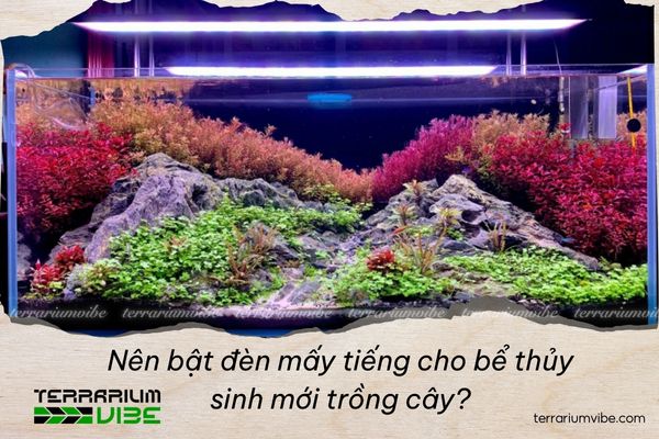 Lighting for a Newly Planted Aquascape: How Many Hours to Keep the Lights On In a Newly Planted Aquascape? 1 Vai trò của đèn chiếu sáng đối với cây thủy sinh