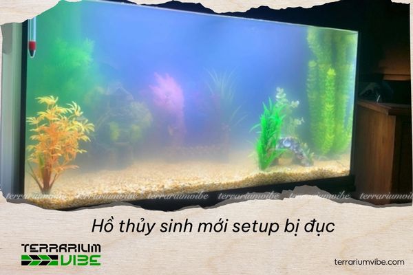 Cần làm gì khi nước hồ thủy sinh mới setup bị đục 1 Cần làm gì khi nước hồ thủy sinh mới setup bị đục