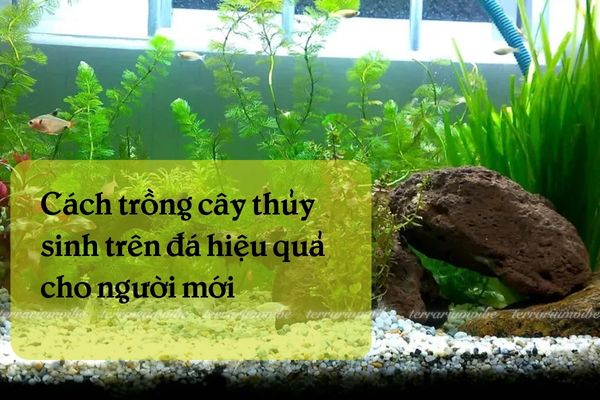 Cách trồng cây thủy sinh trên đá hiệu quả