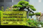 Top 5 affordable and trusted aquarium stores in Ho Chi Minh City