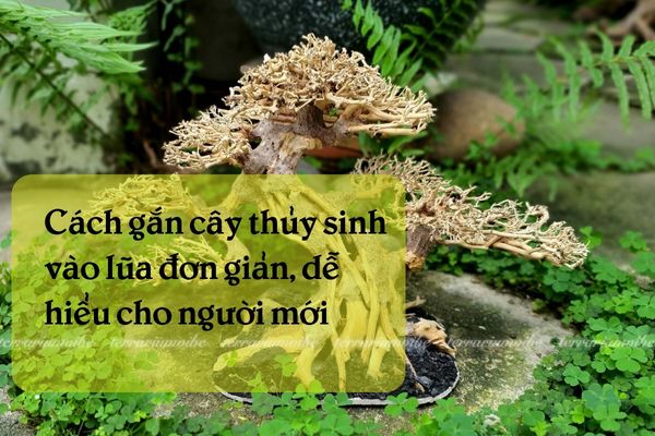 Cách gắn cây thuỷ sinh vào lũa