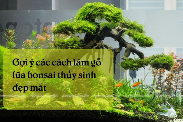 Cách làm gỗ lũa bonsai thủy sinh đẹp mắt