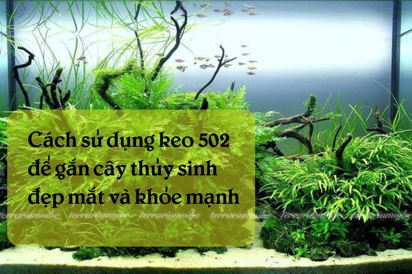 Ưu điểm khi dùng keo 502 gắn cây thủy sinh