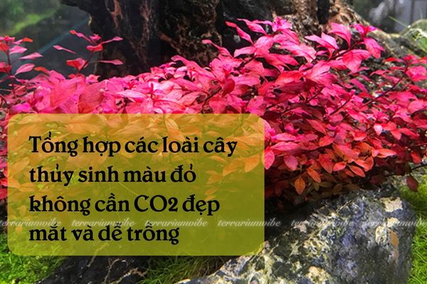 Cây thuỷ sinh màu đỏ không cần CO2