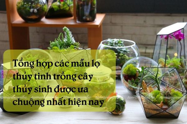 Mẫu lọ thuỷ tinh trồng cây thuỷ sinh