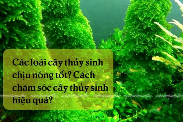 Cây thuỷ sinh chịu nóng