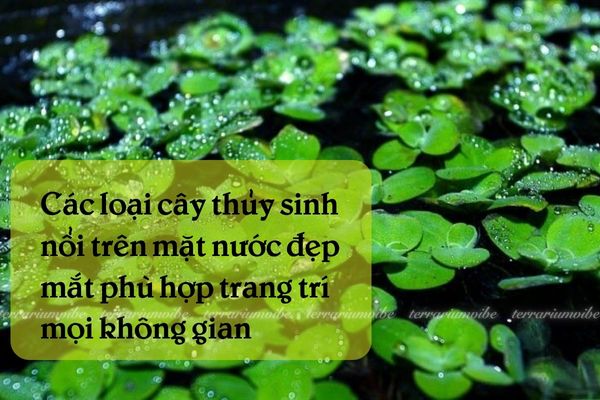 Cây thuỷ sinh nổi trên mặt nước