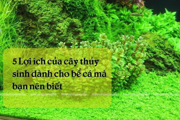 Lợi ích của cây thuỷ sinh cho bể cá