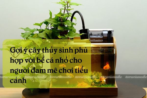 Cây thuỷ sinh phù hợp với bể cá nhỏ