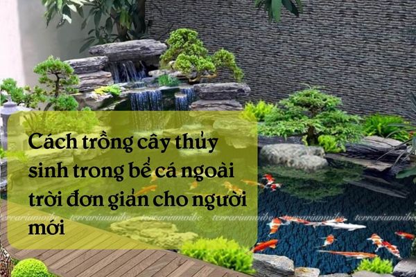 Cách trồng cây thuỷ sinh trong bể cá ngoài trời