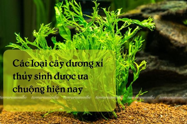 Các loại cây dương xỉ thuỷ sinh
