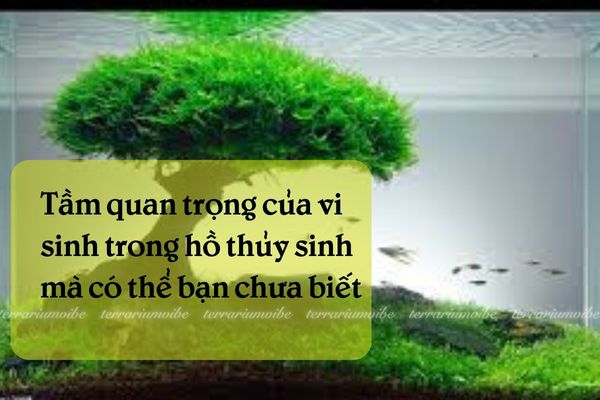Tầm quan trọng của vi sinh trong hồ thuỷ sinh