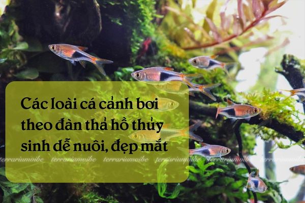 Loài cá cảnh bơi theo đàn thả hồ thuỷ sinh