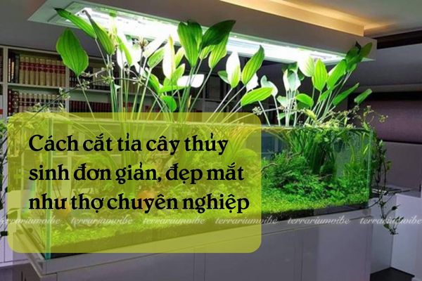 Cách cắt tỉa cây thủy sinh hiệu quả