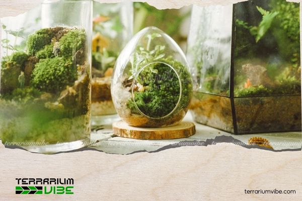 Top trending glass containers for aquatic plants you’ll love 1 Best-selling glass containers for aquatic plants