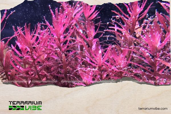 Best heat-tolerant aquatic plants & how to care for them 1 Top heat-tolerant aquatic plants