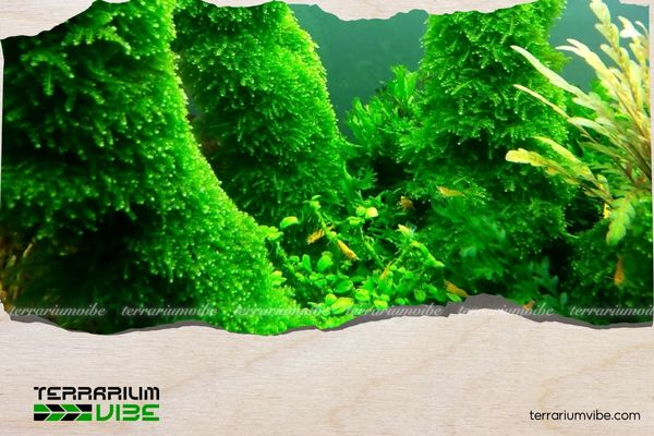 5 Benefits of aquarium plants you should know about 1 The benefits of aquarium plants for your fish tank