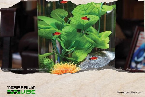 Gợi ý cây thủy sinh phù hợp với bể cá nhỏ cho người đam mê chơi tiểu cảnh 1 Cây Anubias Nana