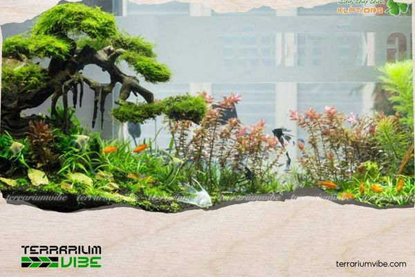 How to grow aquatic plants in outdoor fish tanks – A simple guide for beginners 1 Best aquatic plants for outdoor fish tanks