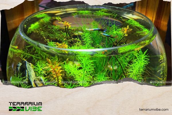 Gợi ý các cách bố trí cây thủy sinh trong bể cá đẹp và đơn giản 1 Cách chọn cây thuỷ sinh cho bể cá