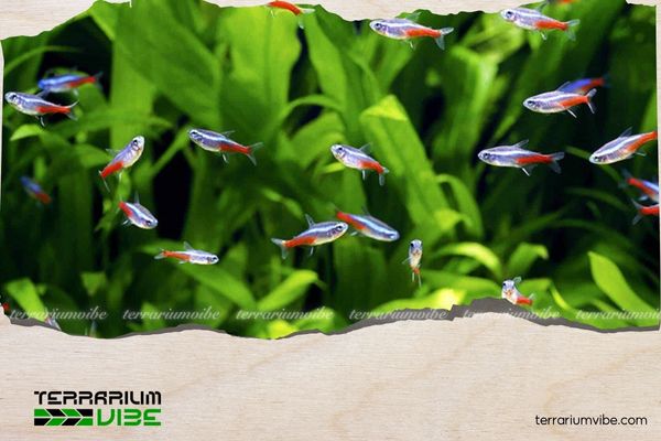 Các loài cá cảnh bơi theo đàn thả hồ thủy sinh dễ nuôi, đẹp mắt 1 Cá Trâm