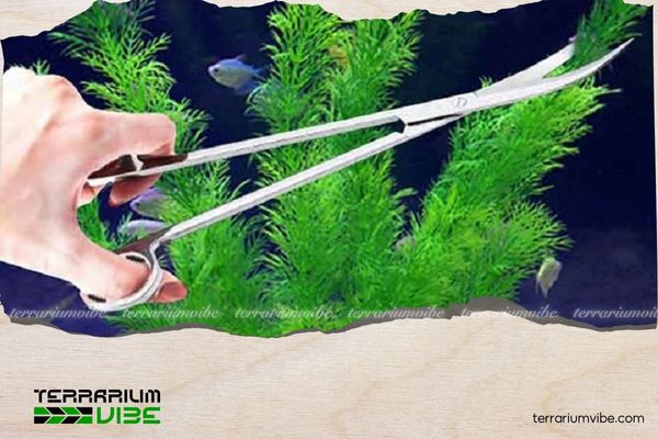 How to trim aquarium plants like a pro — Simple and aesthetic techniques 1 Tools you’ll need for trimming aquarium plants