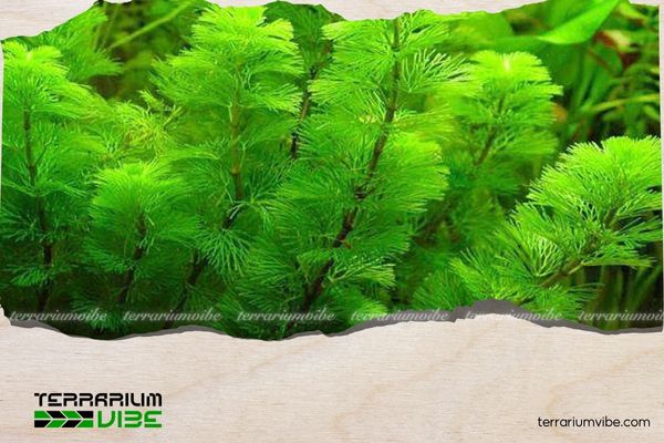 Các loài cây thủy sinh cần CO2 và cách bổ sung CO2 hiệu quả cho cây thủy sinh 1 CO2 có tác dụng gì với cây thủy sinh?