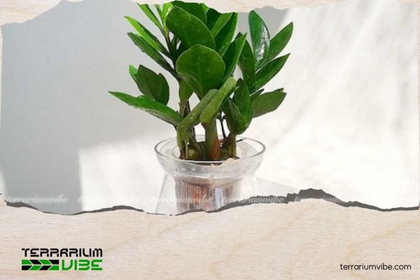 5 loại cây thủy sinh để bàn làm việc giúp sự nghiệp thăng hoa 2 Cây kim tiền