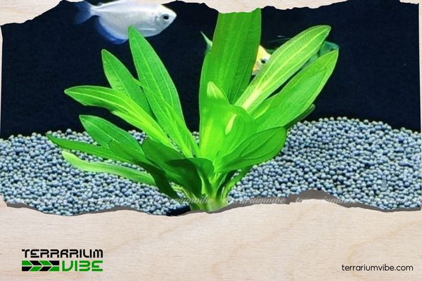 Các loài cây thủy sinh cần CO2 và cách bổ sung CO2 hiệu quả cho cây thủy sinh 2 Một số loài cây thủy sinh cần CO2?