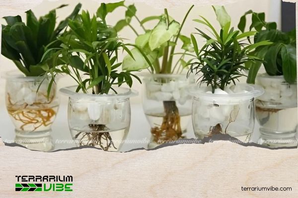 Top trending glass containers for aquatic plants you’ll love 2 How to care for aquatic plants in glass containers