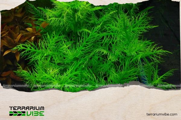 Best heat-tolerant aquatic plants & how to care for them 2 How to care for heat-tolerant aquatic plants