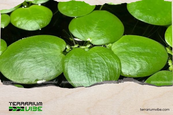 Beautiful floating aquatic plants to enhance any space 2 Water Spangles