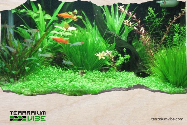 Gợi ý cây thủy sinh phù hợp với bể cá nhỏ cho người đam mê chơi tiểu cảnh 2 Cây Java Moss