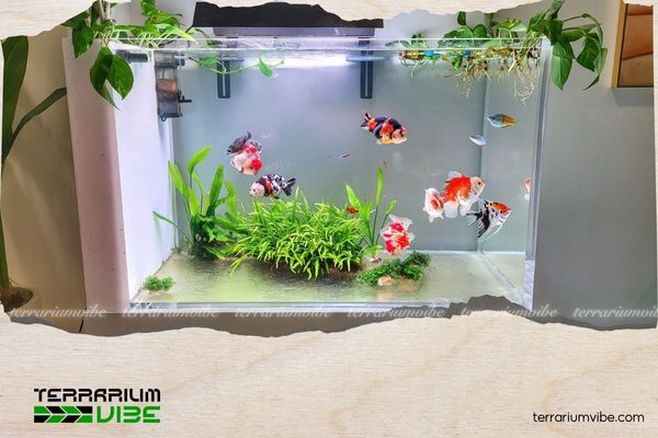 Cần làm gì khi nước hồ thủy sinh mới setup bị đục 3 Bổ sung men vi sinh chuyên dụng