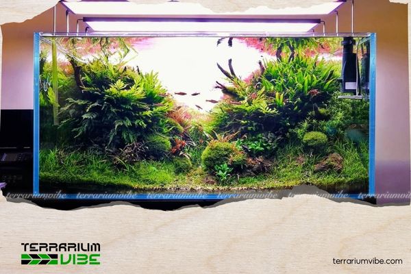 Lighting for a Newly Planted Aquascape: How Many Hours to Keep the Lights On In a Newly Planted Aquascape? 3 Nên lựa chọn loại đèn phù hợp