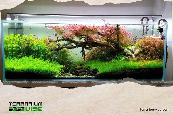 Lighting for a Newly Planted Aquascape: How Many Hours to Keep the Lights On In a Newly Planted Aquascape? 4 Bố trí đèn một cách hợp lý