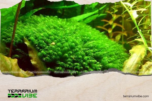 Gợi ý các loại cây thủy sinh dễ tìm ngoài tự nhiên hợp trang trí bể cá 2 Các loài cây thuỷ sinh ngoài tự nhiên dễ trồng