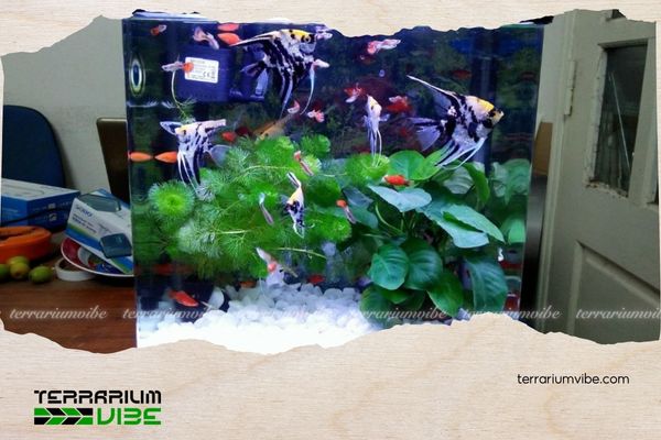 Lighting for a Newly Planted Aquascape: How Many Hours to Keep the Lights On In a Newly Planted Aquascape? 6 Sử dụng thiết bị hẹn giờ để đảm bảo thời gian chiếu sáng