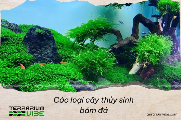 Các loại cây thủy sinh bám đá