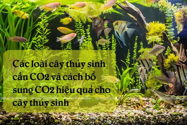 Cây thuỷ sinh cần CO2