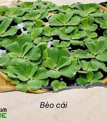 bèo cái