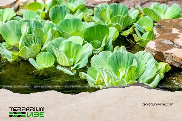 Bèo cái 4 Các loại thực vật phù hợp trồng chung với Bèo cái