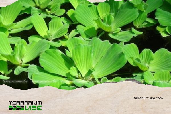 Bèo cái 5 Cách chăm sóc Bèo cái trong terrarium
