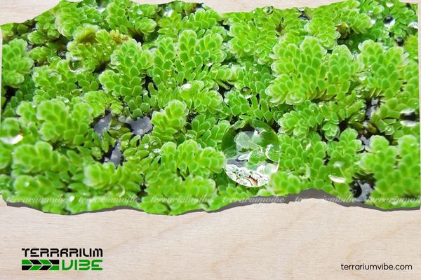 Bèo hoa dâu 1 Thông tin tổng quan về bèo hoa dâu