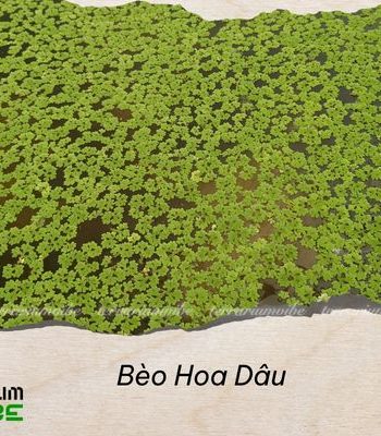 Bèo hoa dâu