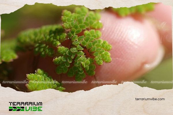 Bèo hoa dâu 4 Mẹo chăm sóc cây bèo hoa dâu trong terrarium