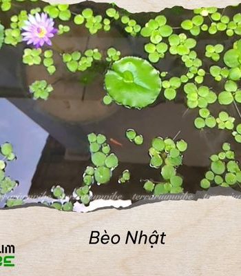 Bèo Nhật