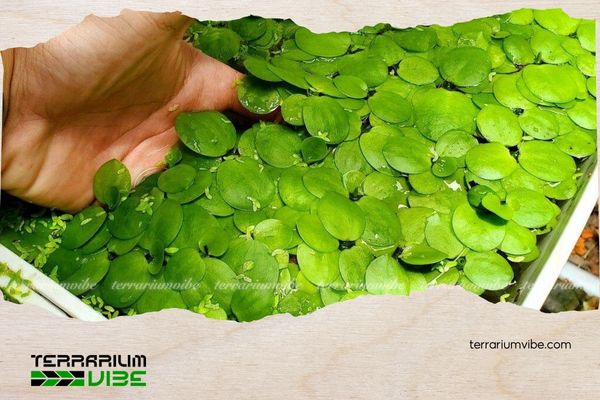 Bèo Nhật 4 Mẹo chăm sóc cây bèo Nhật trong terrarium