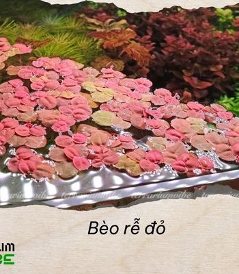 bèo rễ đỏ